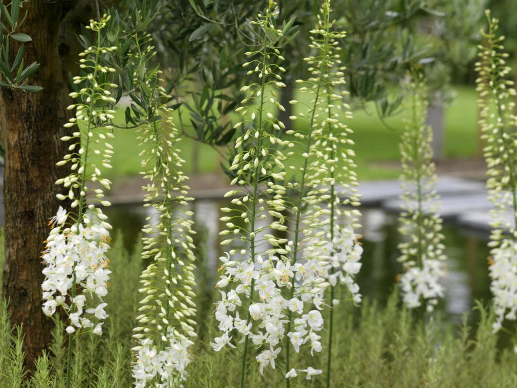 Foxtail-lily