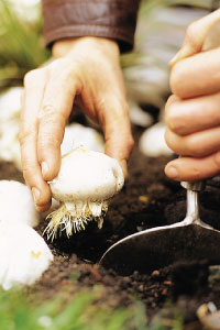 bulb afbeelding