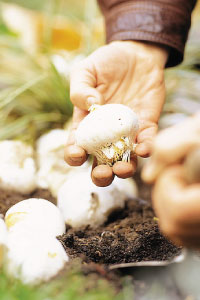 bulb afbeelding