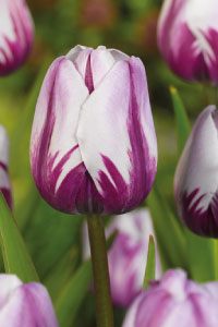 bulb afbeelding