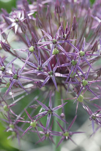 bulb afbeelding