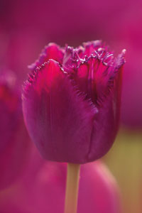 bulb afbeelding