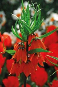 bulb afbeelding