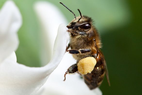 Insecten zoals bijen en vlinders hebben nectar en stuifmeel nodig om van te leven. Maar wist je dat er vroegbloeiende bolgewassen zijn die, in verhouding tot andere tuinplanten, veel nectar en stuifmeel produceren? Deze zorgen echt voor een betere biodiversiteit.