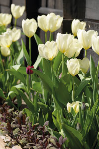 bulb afbeelding