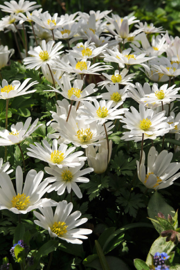 206511_White Splendour aangepast.png