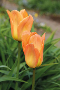 bulb afbeelding