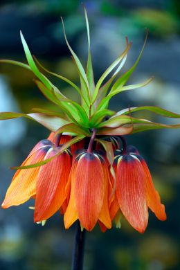 Fritillaria (keizerskroon) is een must-have voor in je tuin, plant deze bloembol in het najaar