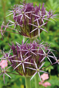bulb afbeelding