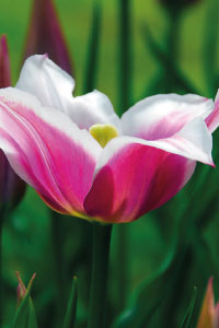 bulb afbeelding