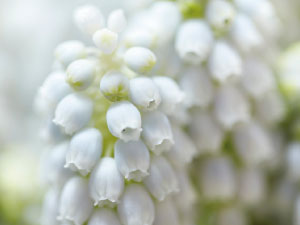 bulb afbeelding