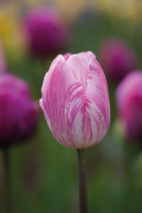 bulb afbeelding