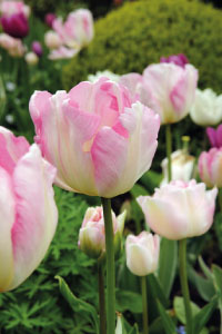bulb afbeelding