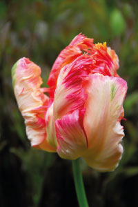 bulb afbeelding