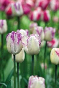 bulb afbeelding