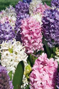 bulb afbeelding