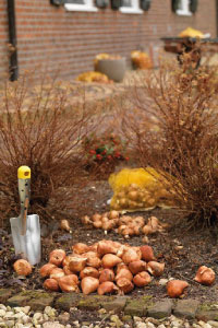 bulb afbeelding