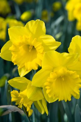 Narcissen passen in ieder tuin en geven het fantastische voorjaarsgevoel
