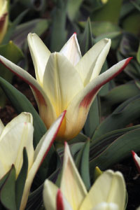 bulb afbeelding