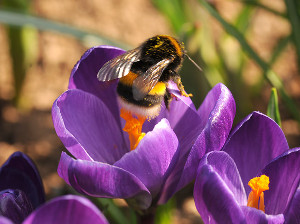 Meer biodiversiteit in de tuin, plant krokussen. Deze bloembollen plant in je het najaar en geven de eerste kleur en dus ook nectar voor de biodiversiteit in de tuin.