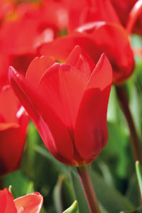 bulb afbeelding