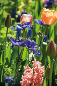 bulb afbeelding