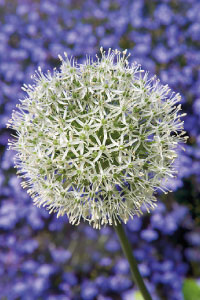 bulb afbeelding