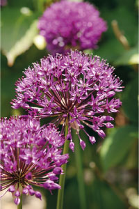bulb afbeelding
