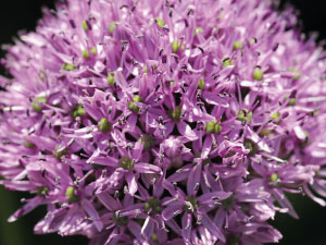 bulb afbeelding