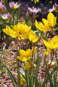 bulb afbeelding