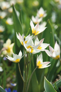 bulb afbeelding