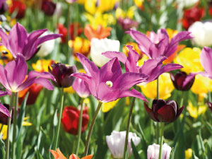bulb afbeelding