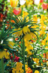bulb afbeelding