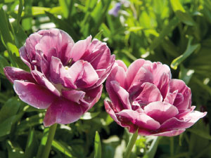 bulb afbeelding