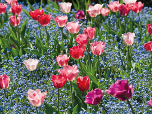 bulb afbeelding