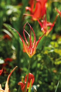 bulb afbeelding