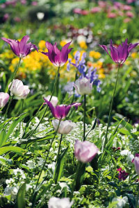 bulb afbeelding
