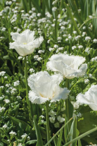 bulb afbeelding