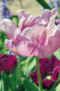 bulb afbeelding