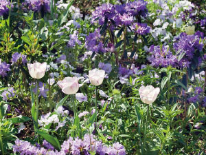 bulb afbeelding