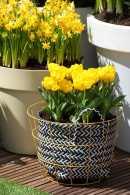 Gele narcissen op balkon in trendy pot, plant de bloembollen in het najaar en geniet op je balkon in het voorjaar.