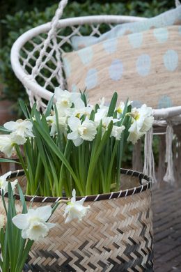 Narcissen bloembollen in pot/rieten mand. Leuk voor in de tuin 