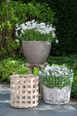 Bloembol in pot inspiratie in tuin 