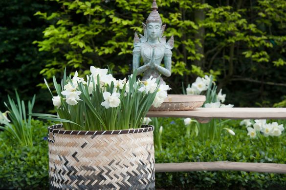 Narcissen bloembollen in pot 