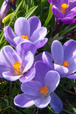 Krokus bloeit als een van de eerste in het voorjaar, vergeet deze bloembollen niet te planten in het najaar