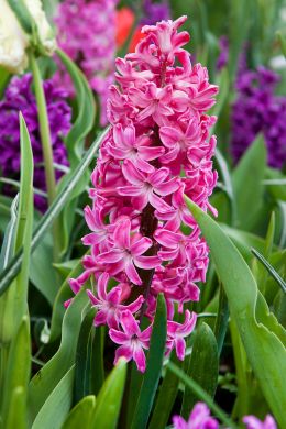 Prachtige kleuren in de tuin met Hyacinten, plant ze in het najaar