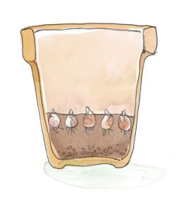 Lasagnebeplanting is bloembollen in laagjes planten, zodat je het hele voorjaar kunt genieten van bloeiende bloembollen. Vergeet deze bloembollen niet te planten in het najaar. Zie hier stap 1.