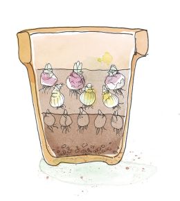 Lasagnebeplanting is bloembollen in laagjes planten, zodat je het hele voorjaar kunt genieten van bloeiende bloembollen. Vergeet deze bloembollen niet te planten in het najaar. Zie hier stap 2.