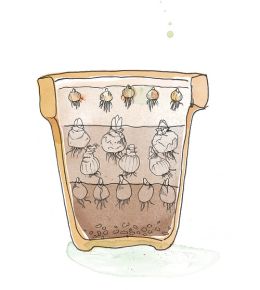 Lasagnebeplanting is bloembollen in laagjes planten, zodat je het hele voorjaar kunt genieten van bloeiende bloembollen. Vergeet deze bloembollen niet te planten in het najaar. Zie hier stap 3.