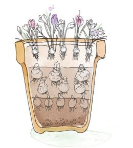 Lasagnebeplanting is bloembollen in laagjes planten, zodat je het hele voorjaar kunt genieten van bloeiende bloembollen. Vergeet deze bloembollen niet te planten in het najaar. Zie hier bloeifase 1.